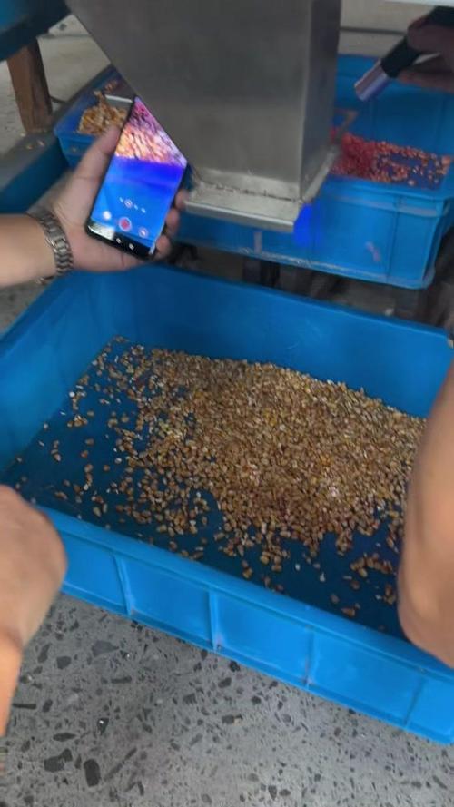 美亚泰凯玉米选毒素色选机 守护粮食安全的智能分选利器